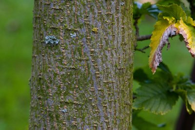 Ulmus x holandica 'Wredei' - jilm habrolistý - kůra